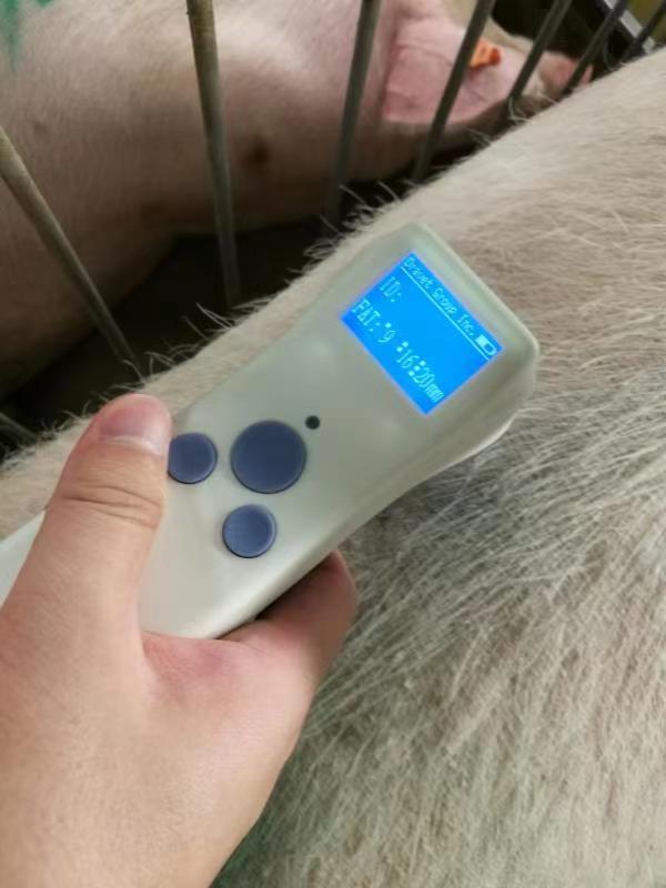 Pig back fat tester